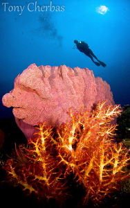 Vanessa's Reef,  Kimbe Bay, PNG by Tony Cherbas 